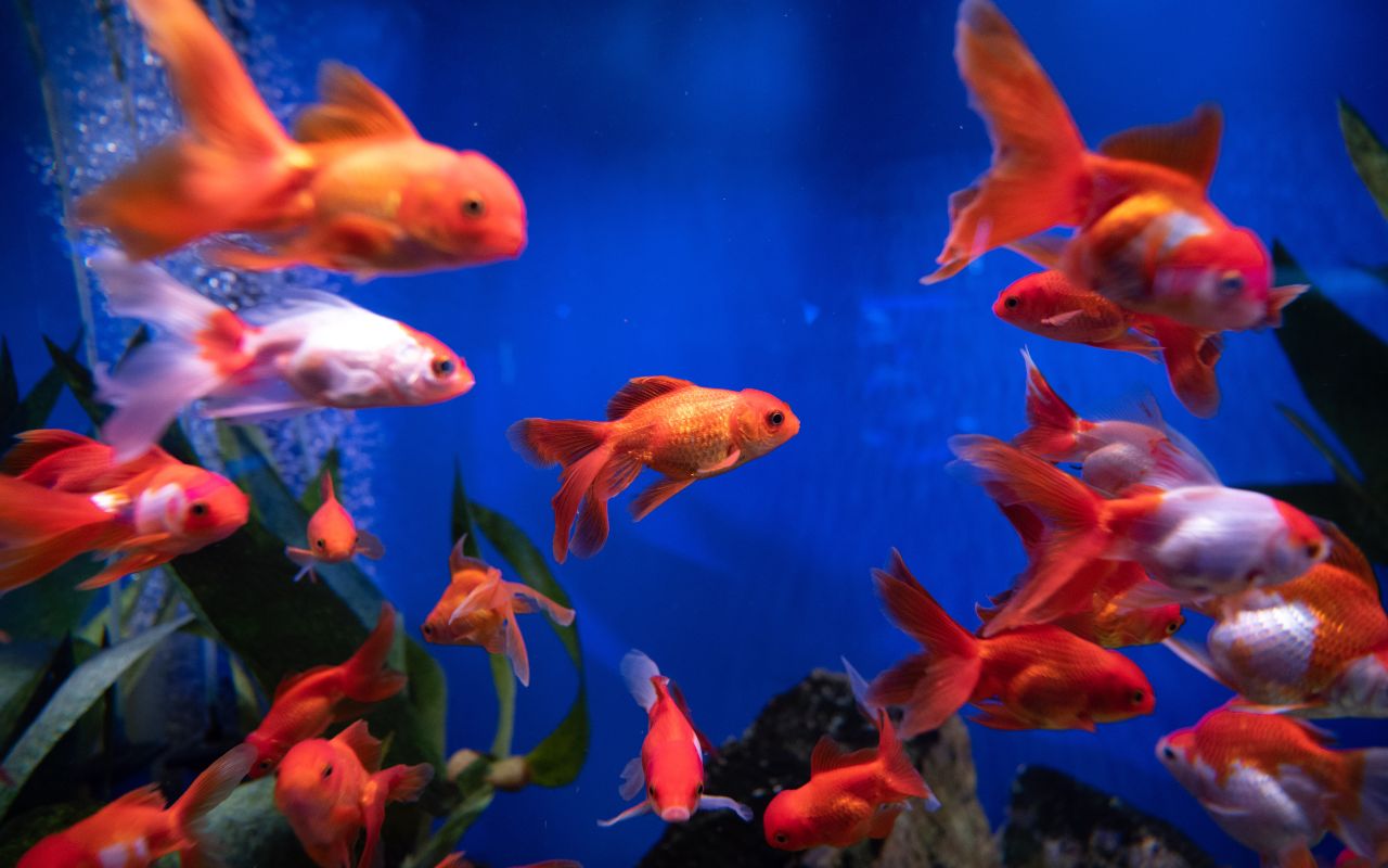 Quel est la durée de vie d’un poisson rouge ?