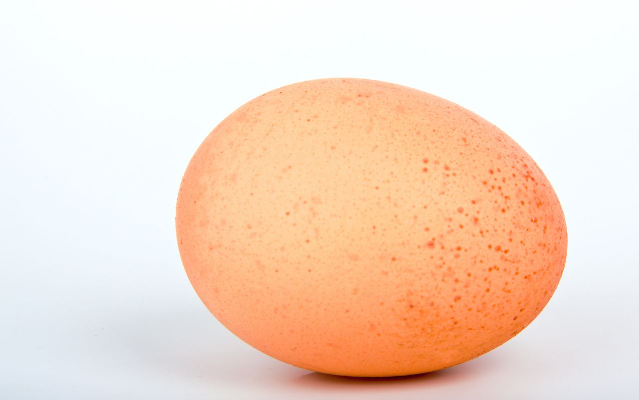 Comment déterminer la fécondation d’un œuf : Guide pratique