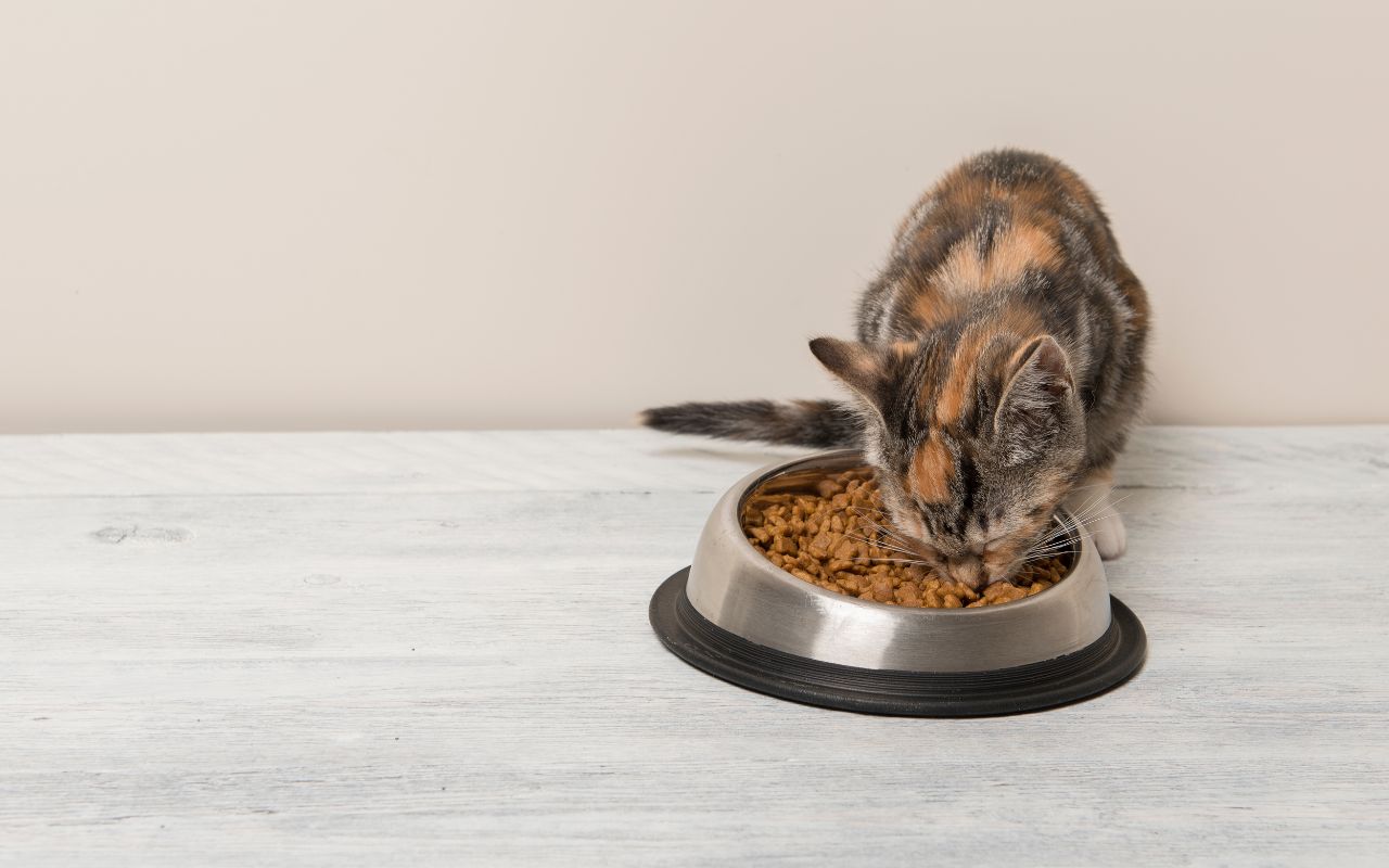 Que faire si votre chaton ne mange pas ses croquettes ?