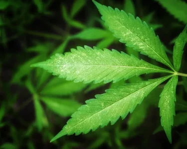 spray thc