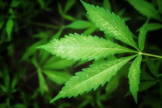 spray thc