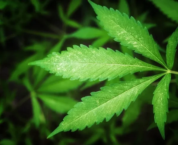 spray thc
